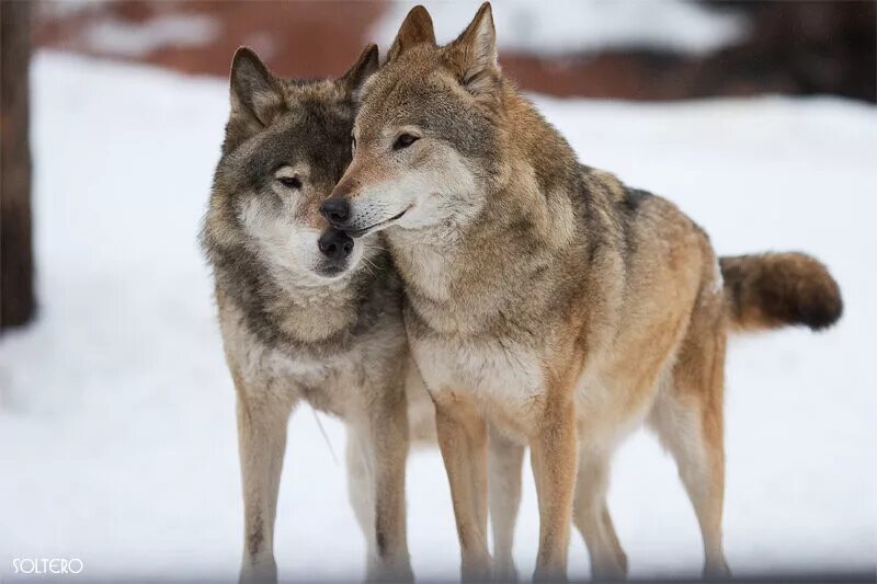 волки любовь. волки пара. пара волков. волк зимой. волчья любовь 4.