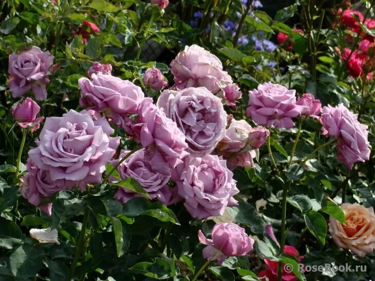 Роза голубой нил фото и описание Blue Nile Rose Hybrid tea roses, Tea roses, Flowers