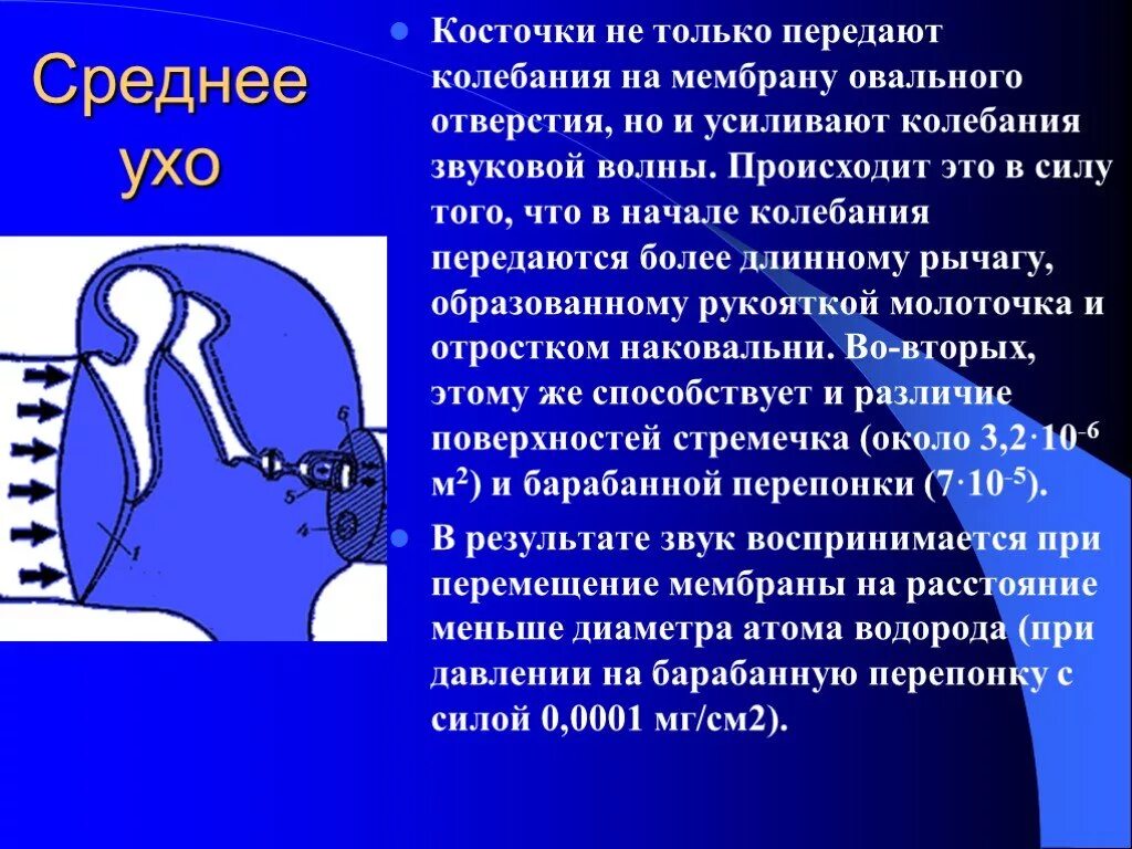Что усиливает звуковые колебания. Схема восприятия звука ухом человека. Слуховой анализатор усиливающий звуковые. Орган слуха усиливающий звуковые колебания. Что усиливает звуковые колебания.