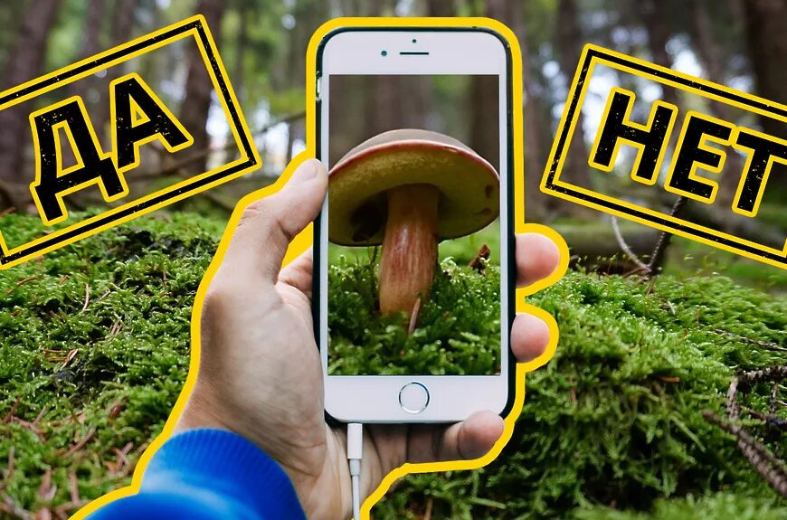 Грибы распознавания по фото бесплатно Как на redmi отключить рекламу