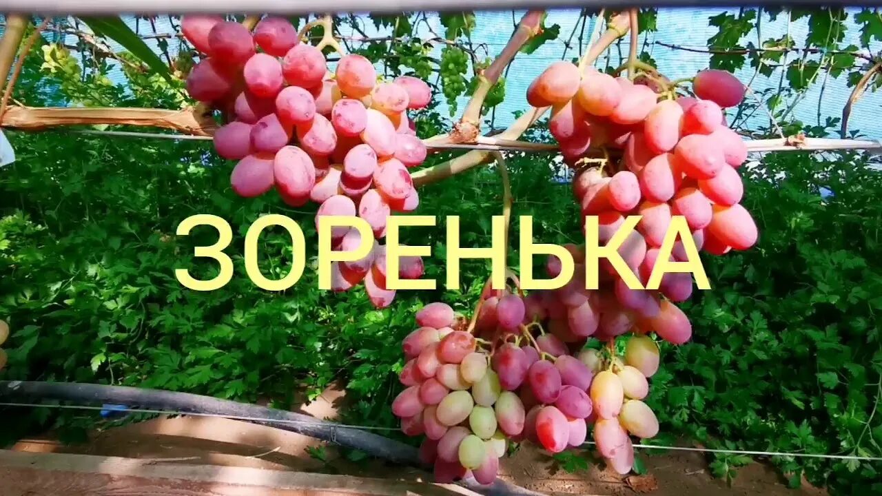 Сорт зоренька. Сорт винограда Зоренька (Баранов). Сорт винограда Зоренька. Сорт винограда Басанти. Виноград Зоренька описание сорта.