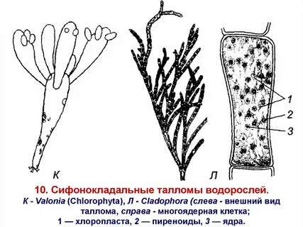 Типы таллома
