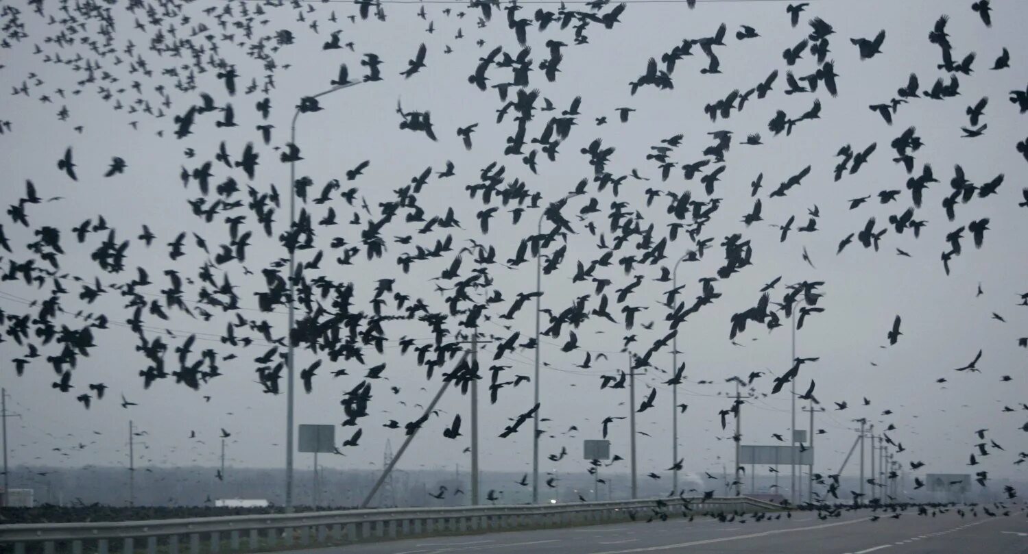 Стая черных птиц. Птицы над городом. Стая ворон. Вороны стая. Много ворон.