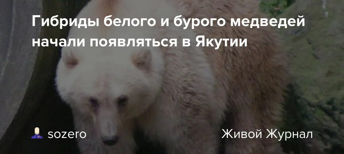 Медведь начало слова. Игра в бурого и белого медведя. Бурый медведь провинился. Эра появления медведей. Северные бурые медведи волосатый.