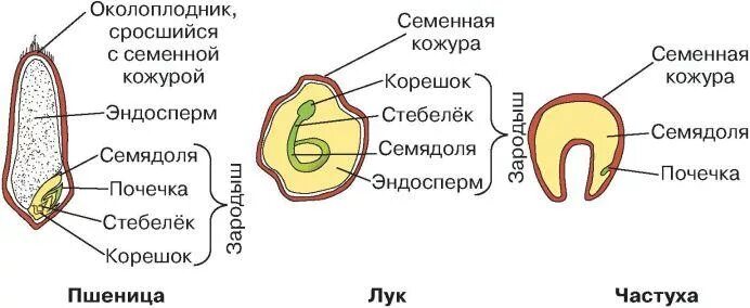 Строение семени класса однодольных. Строение семени однодольного растения. строение семени однодольного растения пшеницы. строение семени лука. строение семян однодольных растений 6 класс.