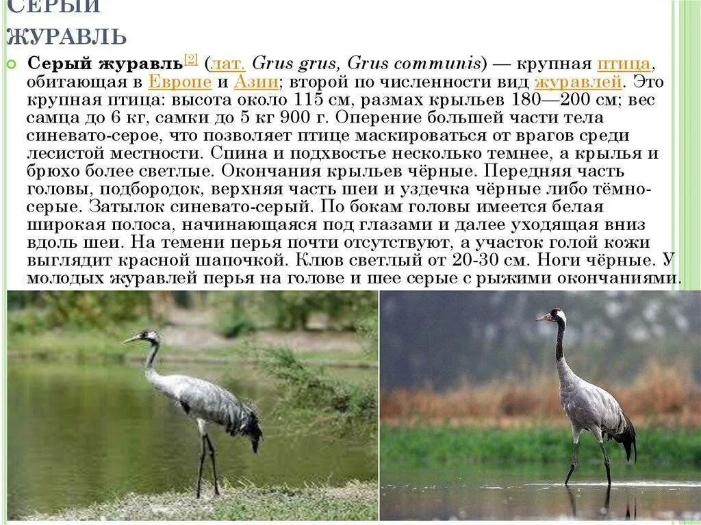 Журавль описание. Сообщение о журавле красавке. Журавль. Московский зоопарк японские журавли. Сообщение о журавле.