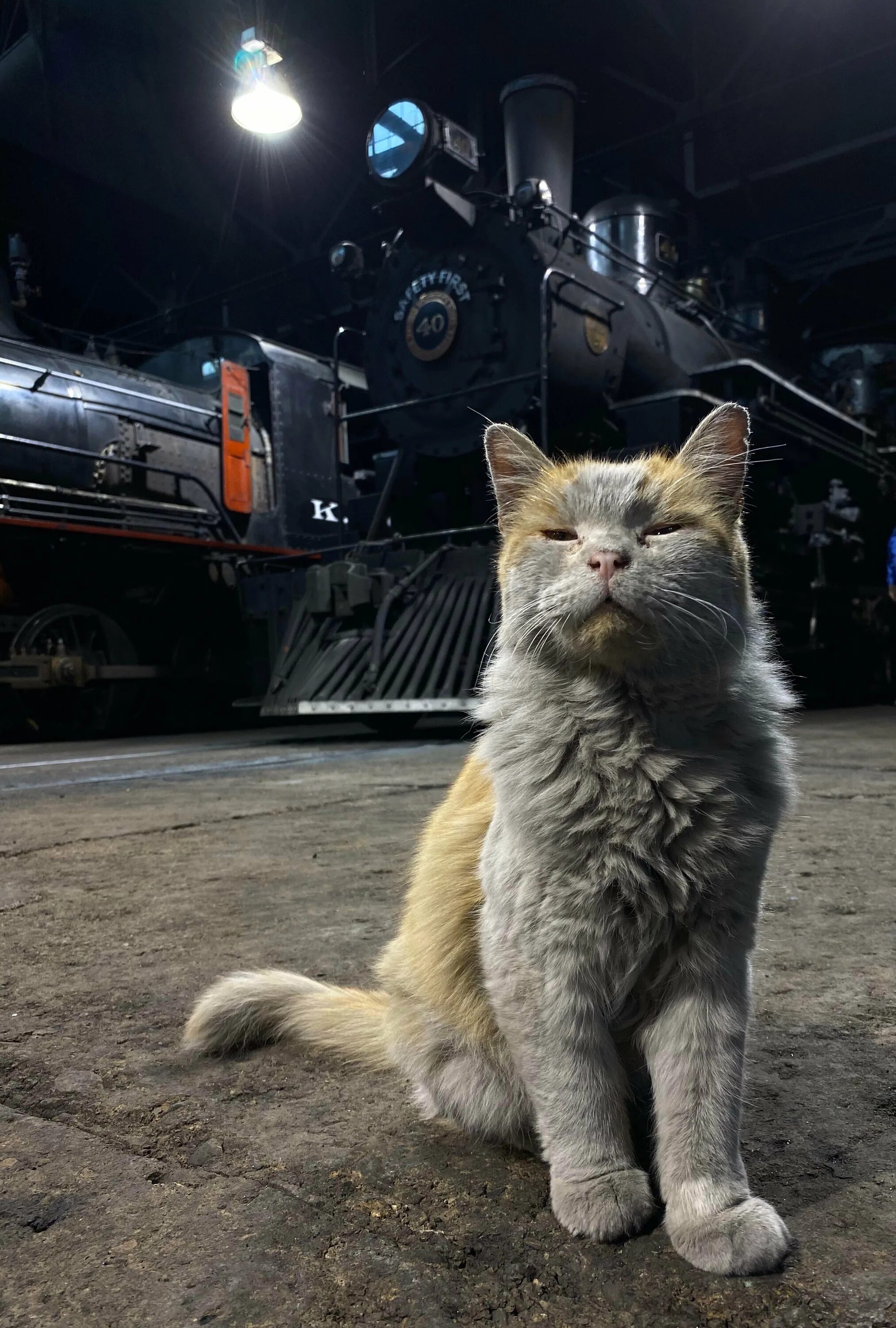 Кот железная дорога. Кот Железнодорожник. Кот в железнодорожной форме. Кот на железной дороге. Железная дорога и котики.