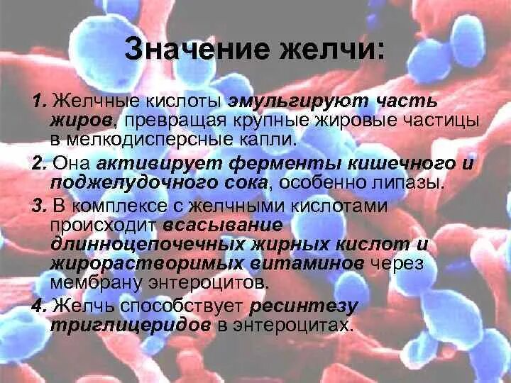 Желчь активирует ферменты липазы. Значение желчи. Влияние желчи на жиры. Каково значение желчи.