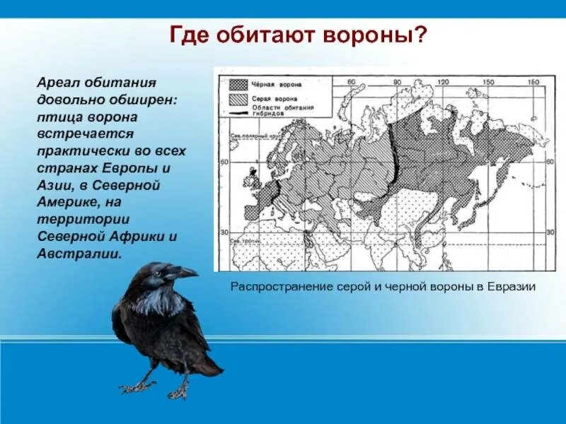 Как можно объяснить обширность территории обитания. Ворон ареал обитания. ареал обитания черных воронов. черная ворона ареал обитания. ворон ареал обитания в россии.