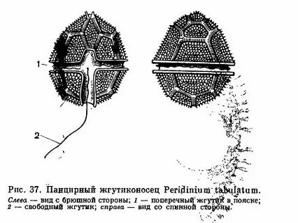 Панцирные жгутиконосцы