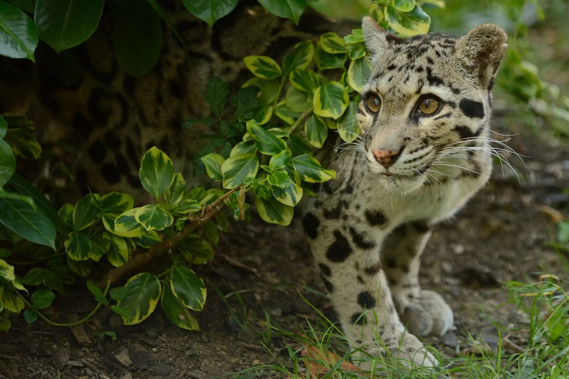 Clouded leopard