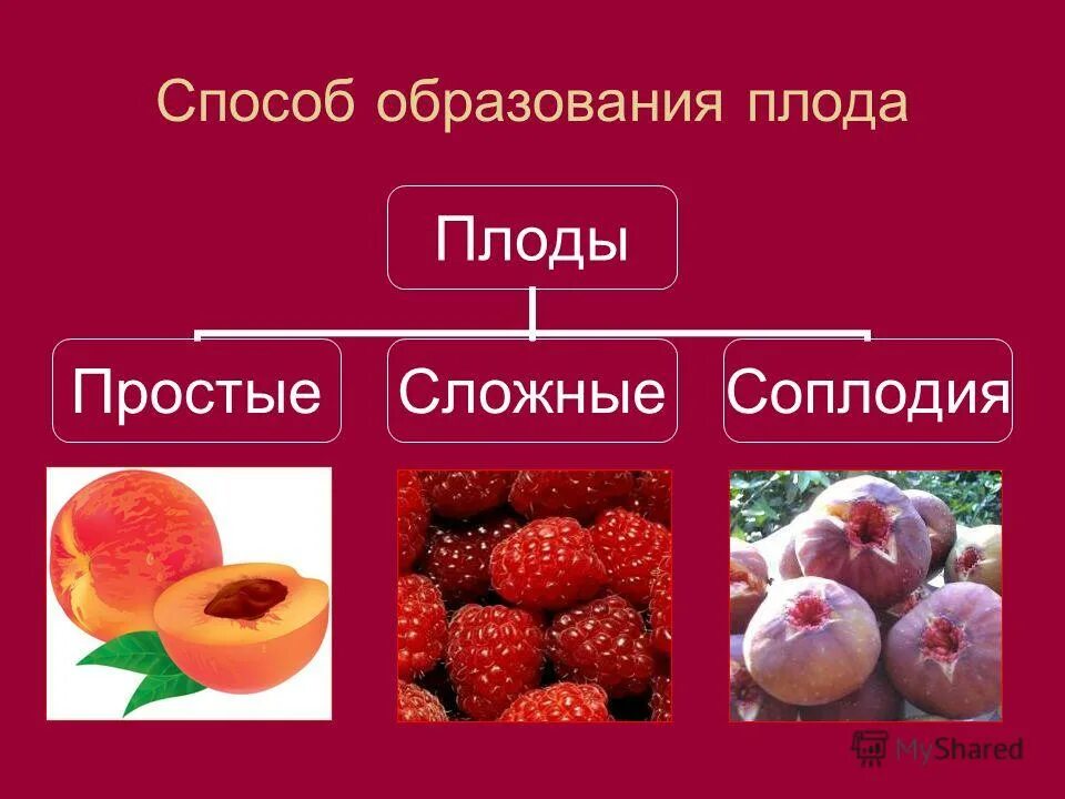 Простые плоды. Простые и сложные плоды. Примеры простых плодов. Примеры простых и сложных плодов. Простые плоды сложные плоды соплодия