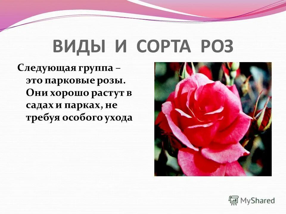 Искусственные цветы розочки. Небольшие букеты из роз. Небольшой букет роз на столе. Роза броканте роза. Роза лежит.