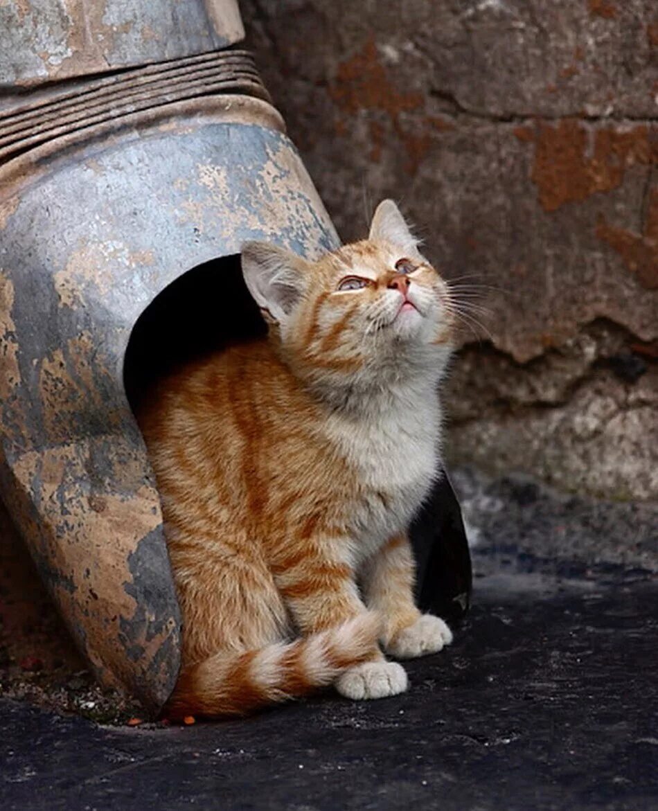 Где сейчас кошка