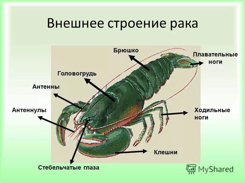 Общая характеристика насекомых 7 класс. Отделы тела таракана :голова, грудь, брюшко. Отделы тела строение брюшка. Златоглазка строение. Насекомые головогрудь и брюшко.