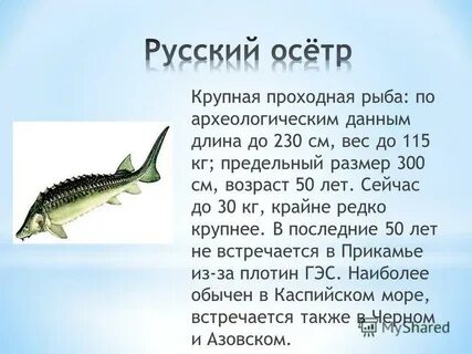 Известно что русский осетр крупная проходная рыба
