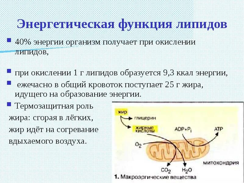 Защитный липид. Функции липидов. Роль липидов в организме. Биологическая классификация липидов и их функции. Функции липидов в организме.