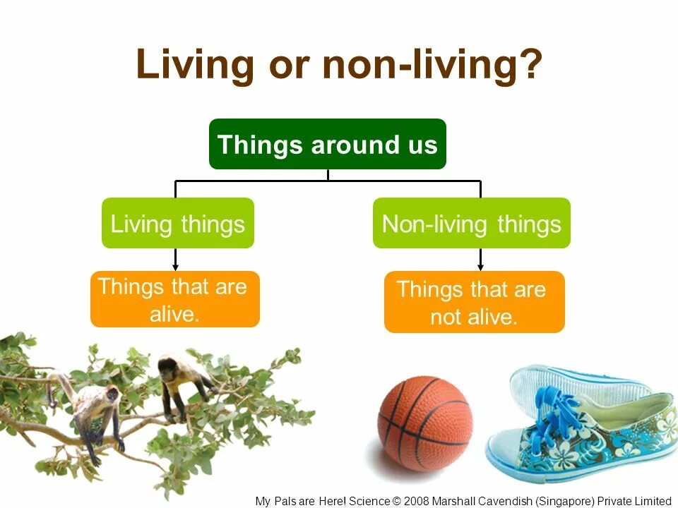 Living things and non Living things. Living things around us презентация. Living non Living. Картинки к уроку Living things around us. Living things around us контрольная работа