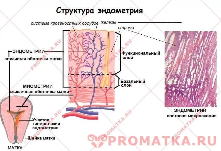 Структуры базального слоя эндометрия. Слои слизистой оболочки матки. Строение маточного эндометрия. Строение эндометрия матки анатомия. Эндометрий базальный слой