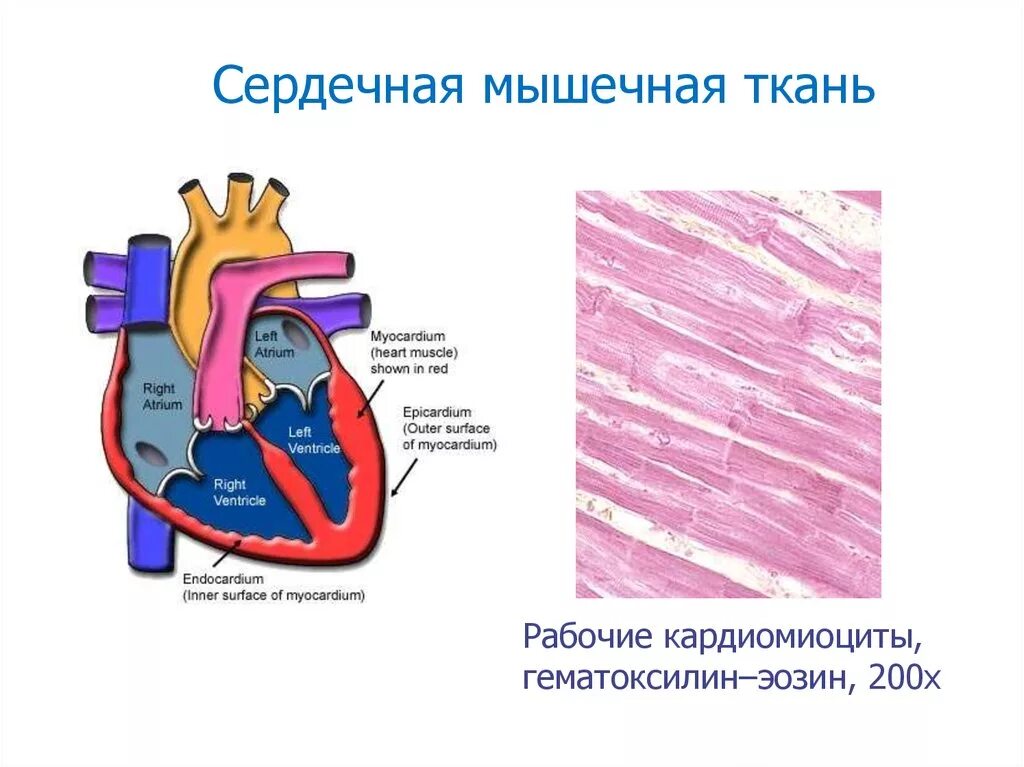 Сердечная мышца представлена тканью. Сердечная мышечная ткань. Строение сердечной мышцы. Сердечная мышца ткань.