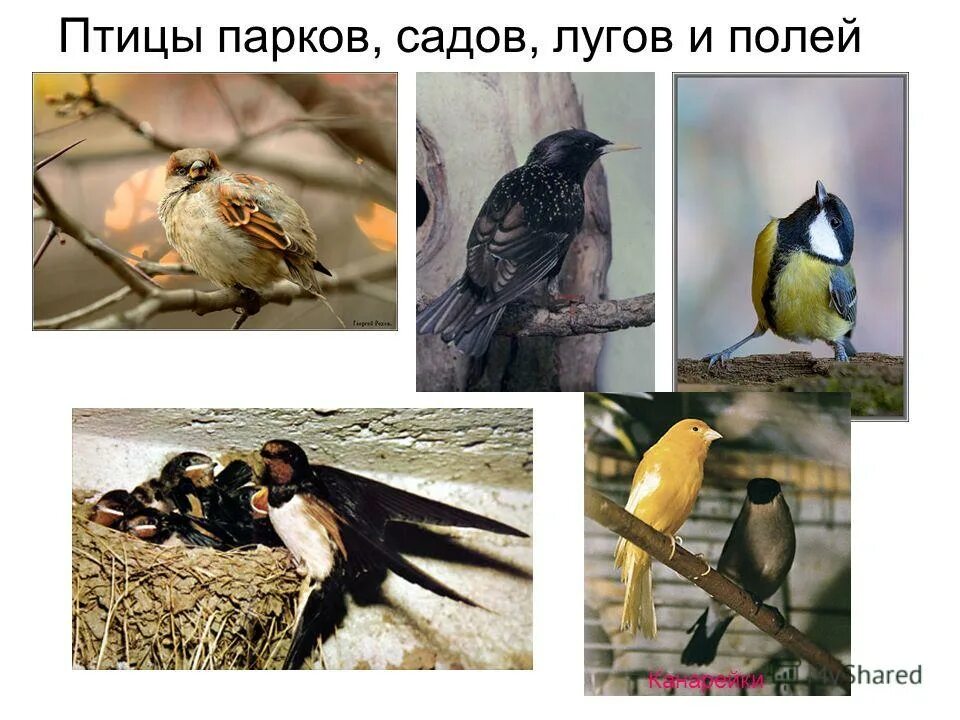 птицы садов и полей. птицы живущие в поле. птицы садов и полей. серая синица. птицы садов и полей.