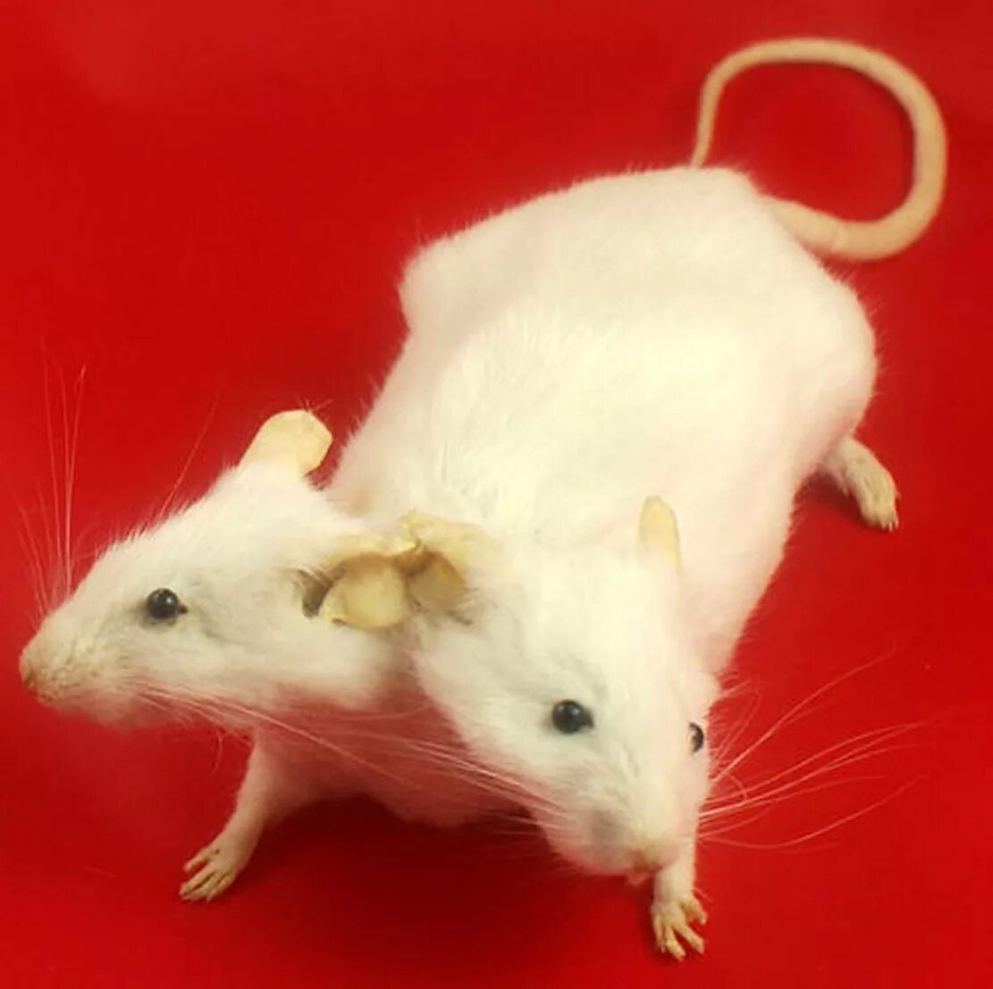 Домашние белые мыши. Крыса Дамбо Сиамская. Декоративная крыса альбинос. Белая декоративная крыса. Сатиновые декоративные крысы.