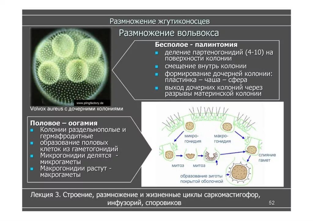 Цикл развития вольвокса. Жизненный цикл вольвокса. Бесполое размножение вольвокса. Схема цикла развития вольвокса.