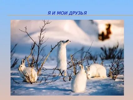 Собрались зайцы