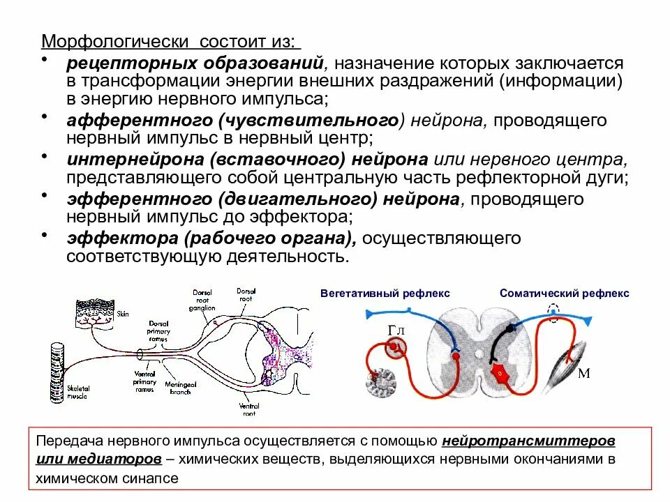 Преобразование раздражения в нервные импульсы. Регуляция передачи нервного импульса. механизмы генерации нервного импульса в афферентном нерве. преобразование нервного импульса. преобразование внешнего раздражителя в нервный импульс.