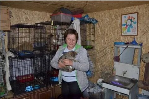 Приют для кошек красноярск