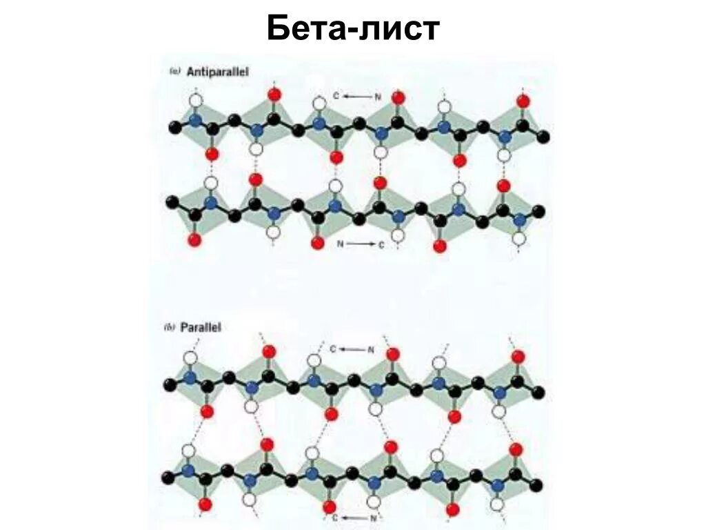 Бета скопировать. Вторичная структура белка бета листы. Бета лист белка структура. Параллельная и антипараллельная бета структуры. B листы у структуры белка.