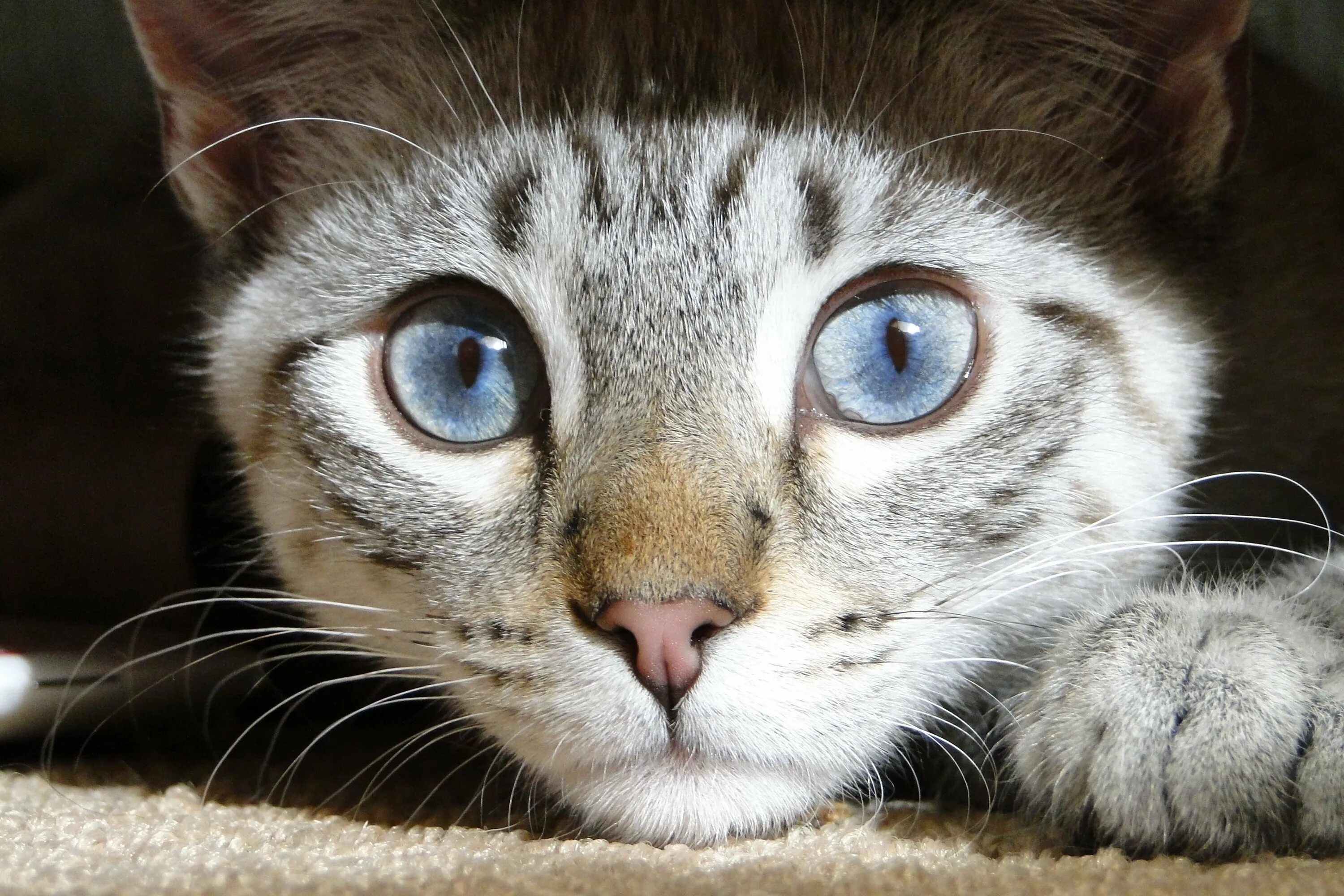 Кошка кошачий. Глаза кошки. Зрачок кошки. Кошачий глаз. Смешные морды котов.