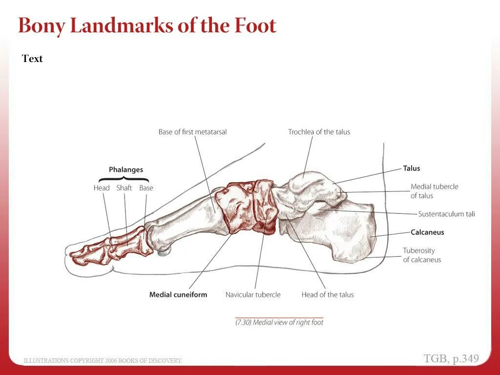 I said right foot текст. Что такое «лендмарки» (Bony landmarks)?. Лендмарки что это анатомия. Croseneu Bony. Torsion deformation tuberosity tibial.