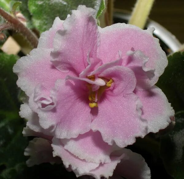 Фиалка вика макуни. Фиалка голубой алмаз макуни. Фиалки макуни. Фиалки макуни. Морская волна макуни фиалка.