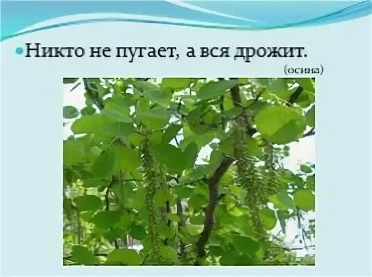 Никто ее не пугает а вся дрожит. Загадка не кто не пугает а вся дрожит. Загадка никто не пугает а вся дрожит ответ. Осина дрожащая. Никто не пугает.
