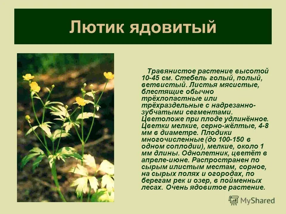 Насколько ядовит. Лютик полевой ядовитый. Лютик темнолистный. Опасные растения Лютик едкий. Лютик едкий ядовитое растение.