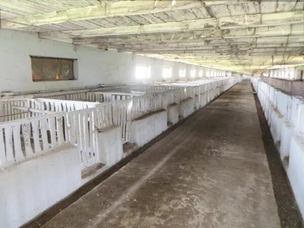 фермерское хозяйство. ферма в марусино. ферма крс краснодарский край. арендую ферму. мини ферма для коров.