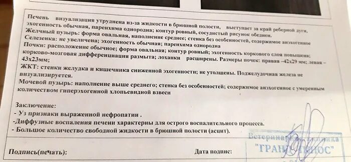 Фолликулогенез узи. Протокол узи печени. Узи брюшной полости с водно сифонной пробой. Узи брюшной полости с водно сифонной пробой. Узи абдоминального отдела пищевода.