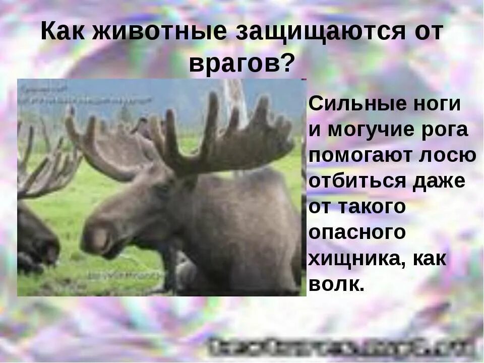 Как защищается от врагов. Дикобраз защищается от врагов. Как защищается от врагов. Приспособления для защиты от врагов у ежей. Как защищаются от врагов звери.
