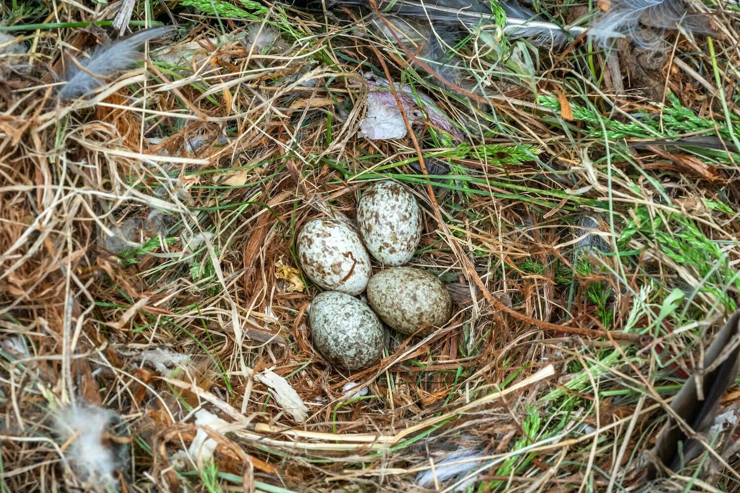 Яйца птиц Ленинградской области. Яйца птиц средней полосы России. Гнездо земляного воробья. Яйца воробья в гнезде.