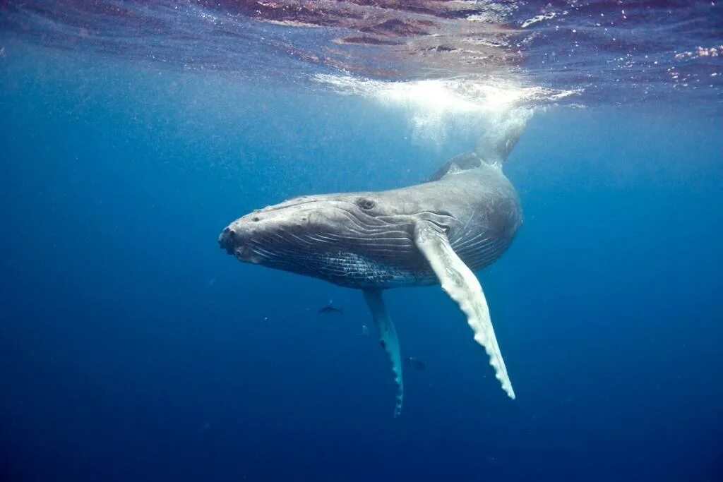 Scientist discovered how whales became giants of the ocean - YouTube