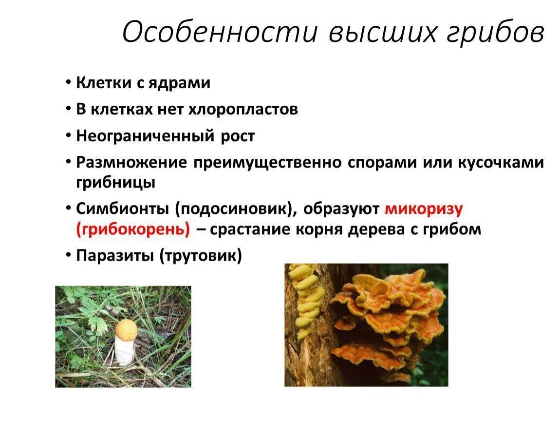 Перечислите низшие грибы. Характеристика высших грибов. характеристика высших и низших грибов. высшие и низшие грибы представители. высшие грибы характеристика.