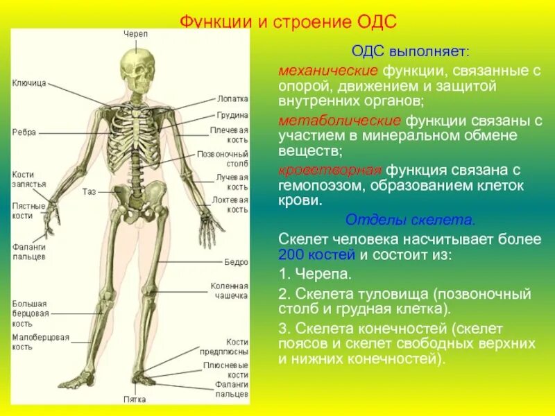 Функции костей скелета. Отделы и функции скелета. опорно двигательная система функции одс. строение отделов скелета человека. строение костной системы человека.