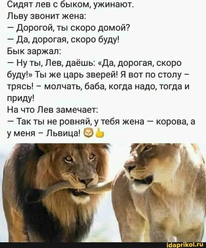 Анекдот про Льва. Анекдоты про Львов. Лев и львица цитаты. Сидят Лев с быком ужинают льву звонит жена.