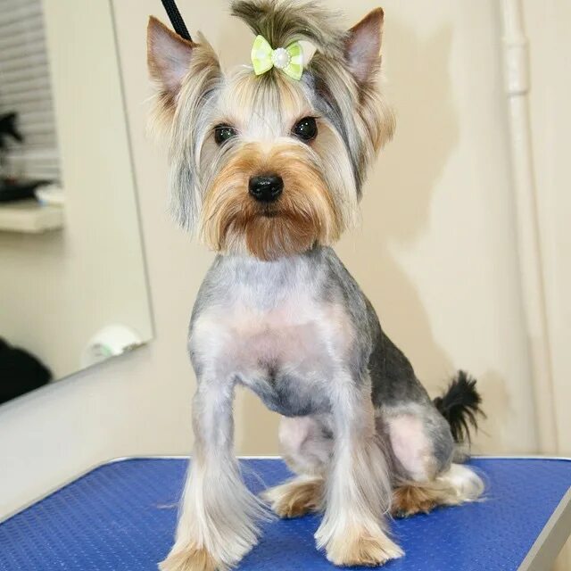 йоркширский терьер стандарт стрижки. стрижки йорков девочек щенков 4 месяца. стрижка йорка мальчика. стрижка корейка для йорков. стрижка йорка макси.