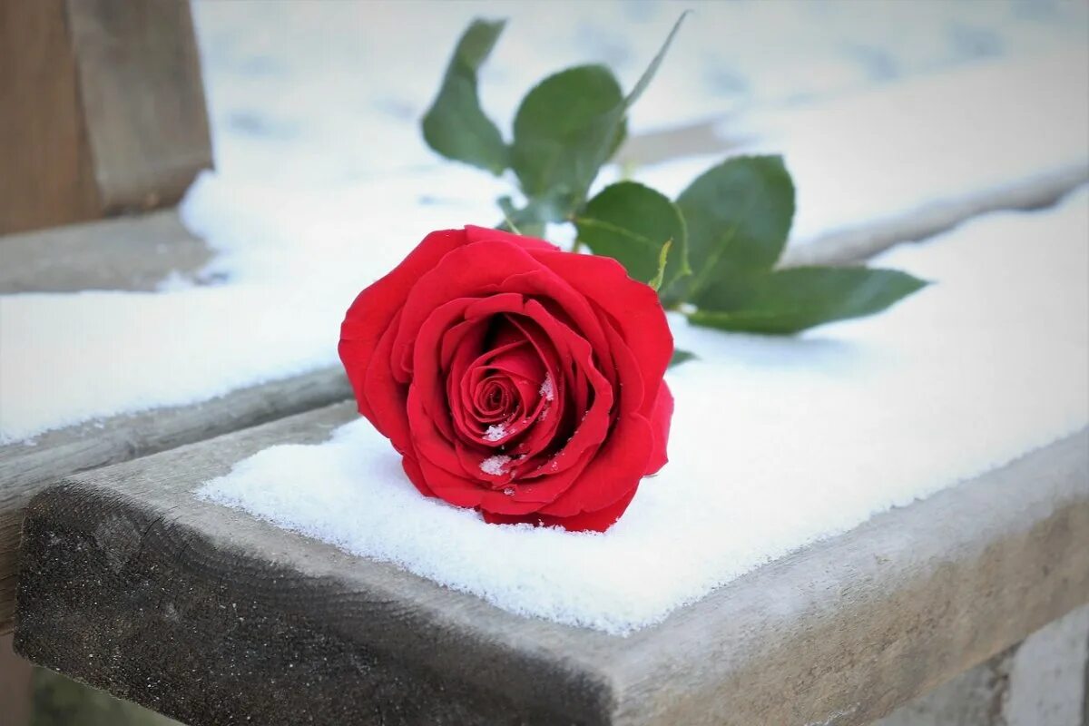 Красные цветы зимние розы. Красная роза на скамейке. Одинокая роза на снегу. Красные розы зимой. Скамейка роза.