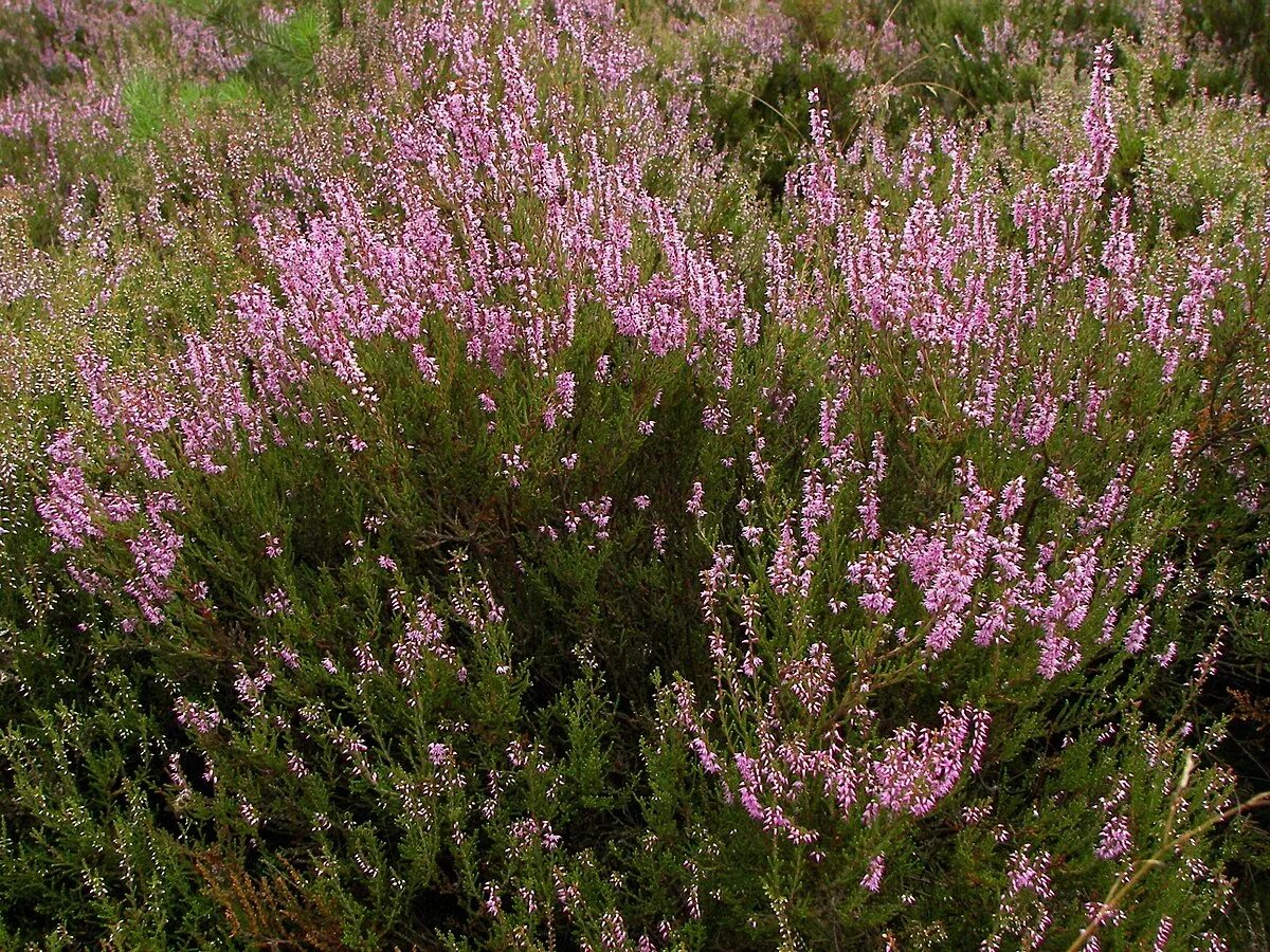 Горный полукустарник 8 букв. Вереск Calluna vulgaris. Вереск Кармен. Вереск обыкновенный Аллегро. Вереск обыкновенный кустарник.