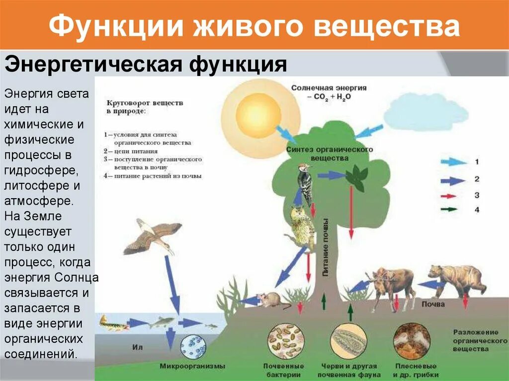 Энергетическая функция живого вещества биосферы. Круговорот веществ в биосфере. Круговорот веществ в природе Биосфера. Круговорот живого вещества в биосфере. Круговорот веществ в биосфере обеспечивается