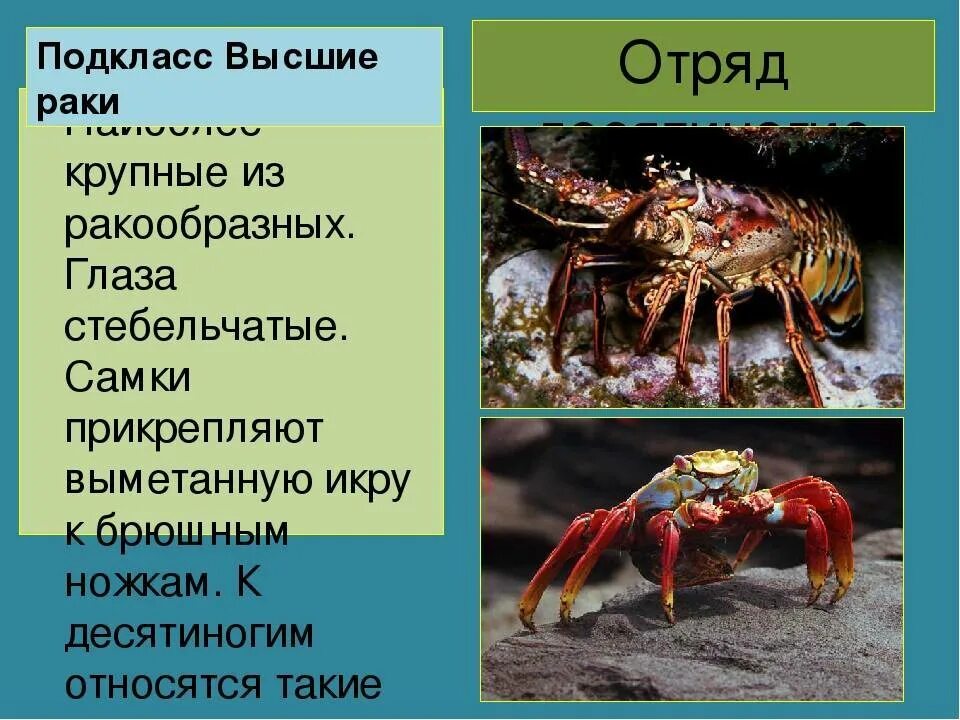 Многообразие ракообразных. Презентация на тему ракообразные. Презентация на тему многообразие ракообразных. Десятиногие ракообразные. Рак относится к классу