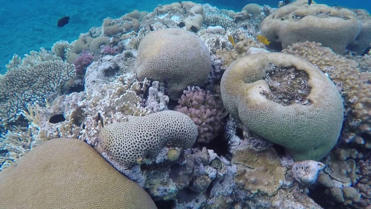 Coral video. Рыбы в Красном море в Эйлате. Кораллы видео. Карбонаты в районе Эйлате в Красном море. Оыбка в Красном море синяя круглая.